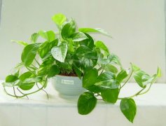 佛山三水順德新房去甲醛的技巧有哪些？